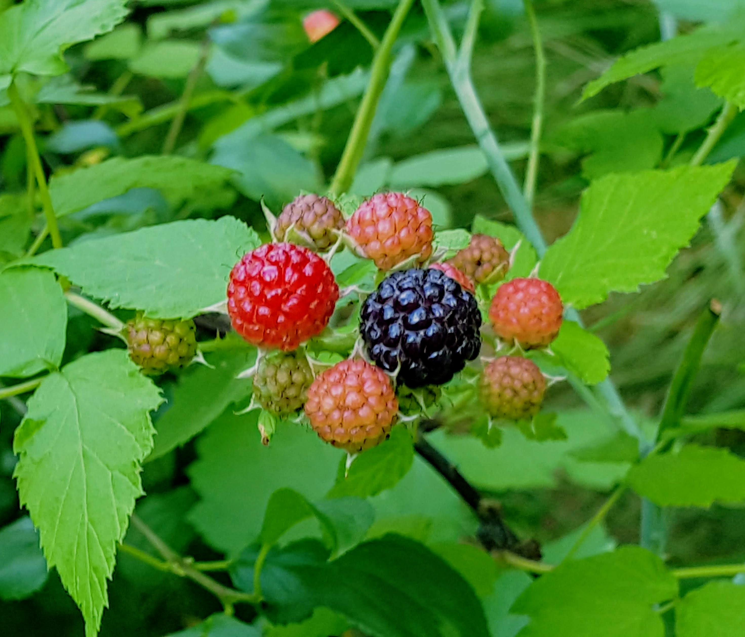 Black Raspberry